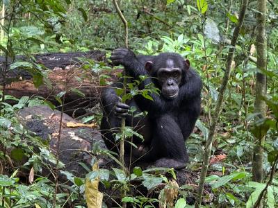 Dzień 12 - Rwanda - złote małpy - trekking w Parku Narodowym Wulkanów